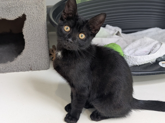 Adopter Benji