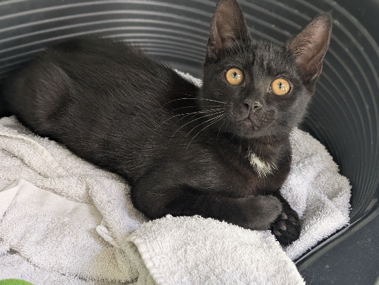 Adopter Benji
