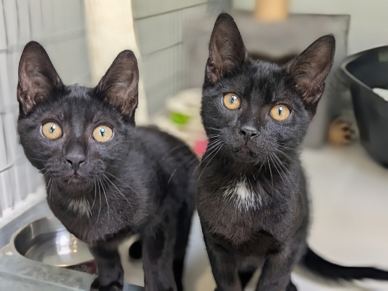 Adopter Benji