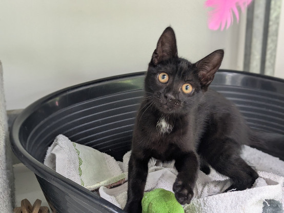 Adoption Benji