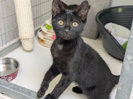 Adopter  chat : Blacky