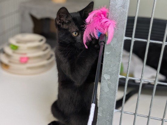Adopter Blacky