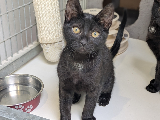Adoption Blacky