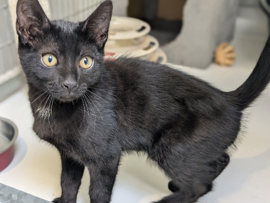 Adoption Blacky