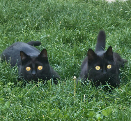 Adopter Azzaro et acacia