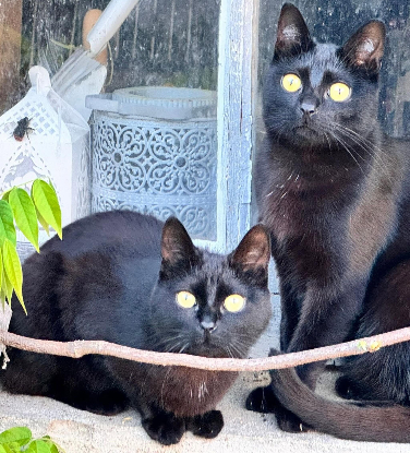 Adoption Azzaro et acacia