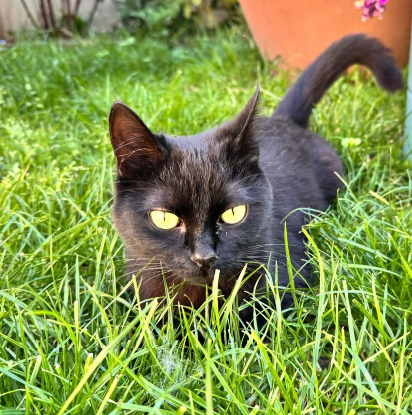 Adopter Azzaro et acacia