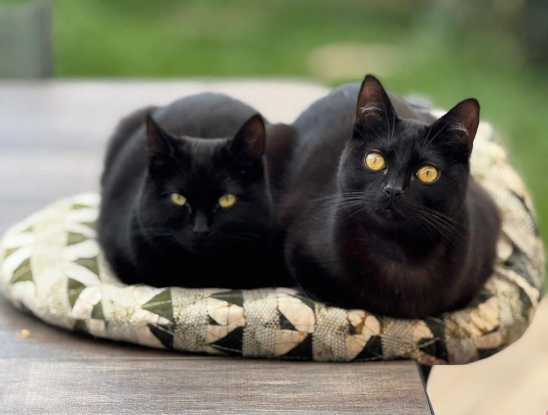 Adopter Acacia et azzaro