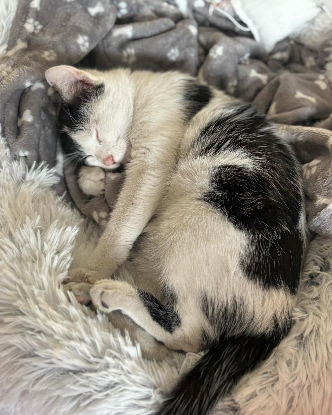 Adopter Bonita alias bonnie