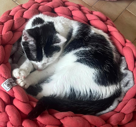 Adoption Bonita alias bonnie