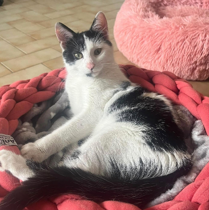 Adopter Bonita alias bonnie