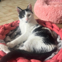 Adopter  chat : Bonita alias bonnie