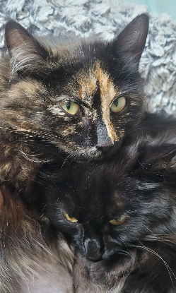 Adoption Amour