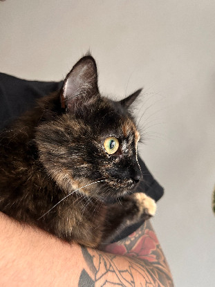 Adoption Amour