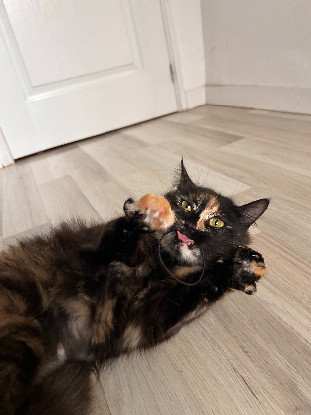 Adopter Amour