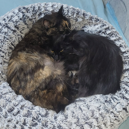 Adopter Ambiance
