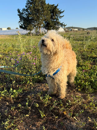 Adopter Omri