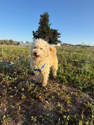 Adoption Omri
