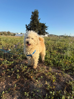 Adopter  chien : Omri