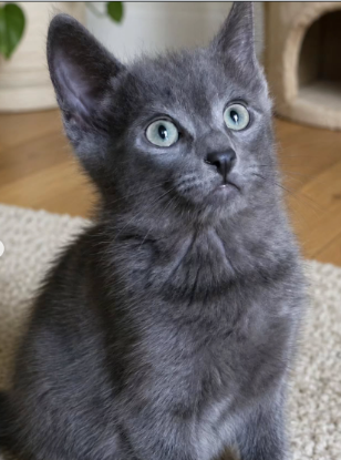 Adopter Marley
