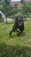 Adopter  chien : Corin
