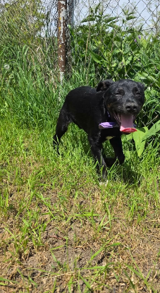 Adopter Corin