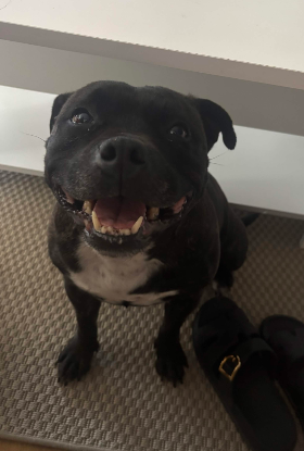 Adopter Boulette