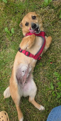 Adopter Lilibeth
