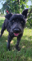 Adopter  chien : Blix