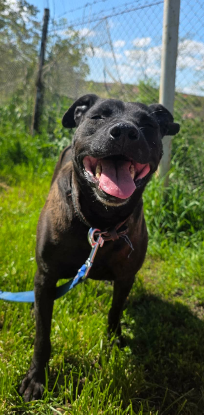 Adopter Clio