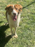 Adopter  chien : Nuga