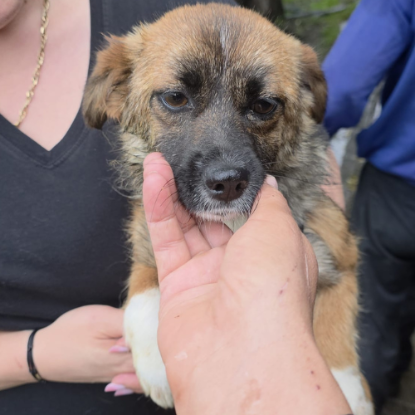 Adopter Rosie