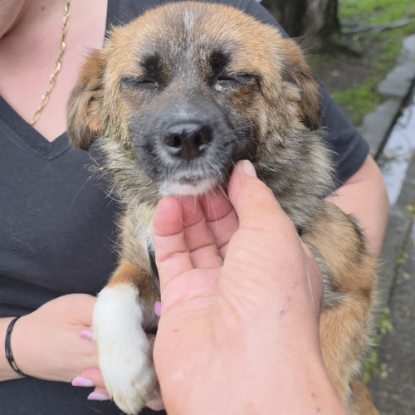 Adopter Rosie