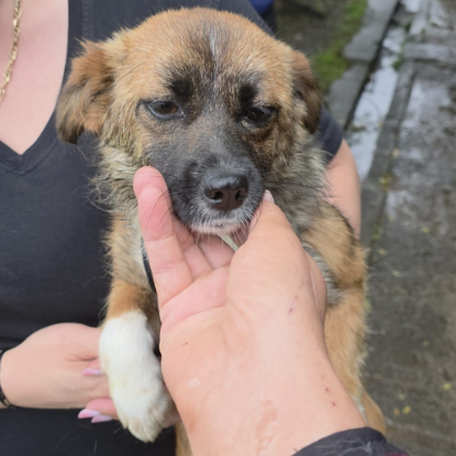 Adopter Rosie