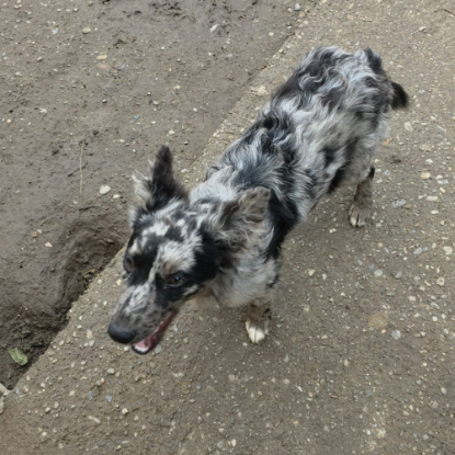 Adopter Jango