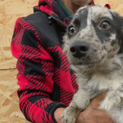 Adopter Jango