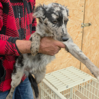 Adopter Jango