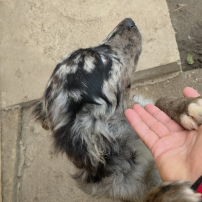 Adoption Jango