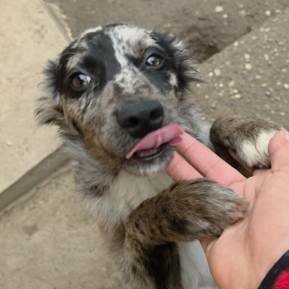 Adoption Jango