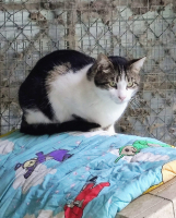 Adopter  chat : Twix