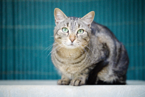Adopter  chat : Max