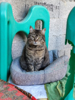 Adopter  chat : Mya