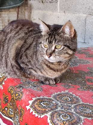 Adopter Mya