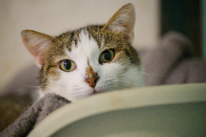 Adopter  chat : Sonic