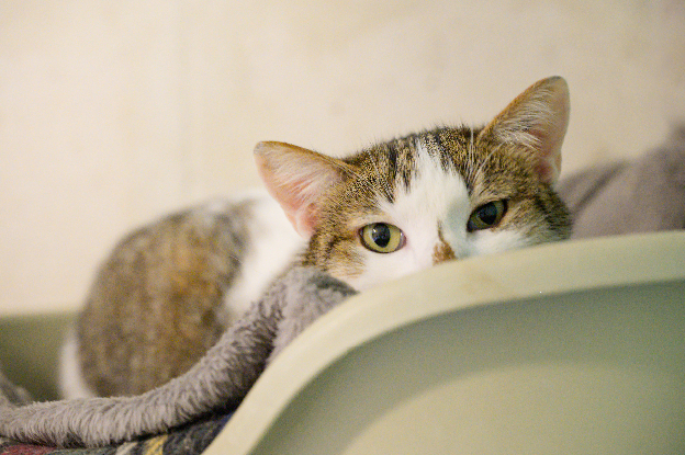 Adopter Sonic