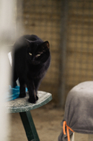 Adopter  chat : Ombre