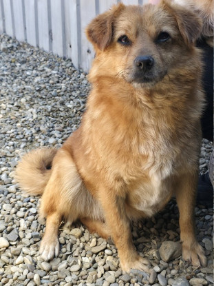 Adopter Muffin