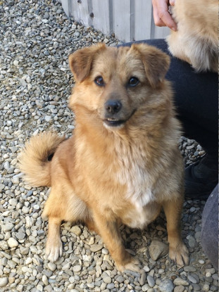 Adopter Muffin