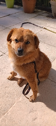 Adoption Muffin
