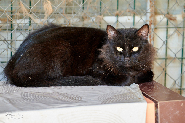 Adoption Oliver
